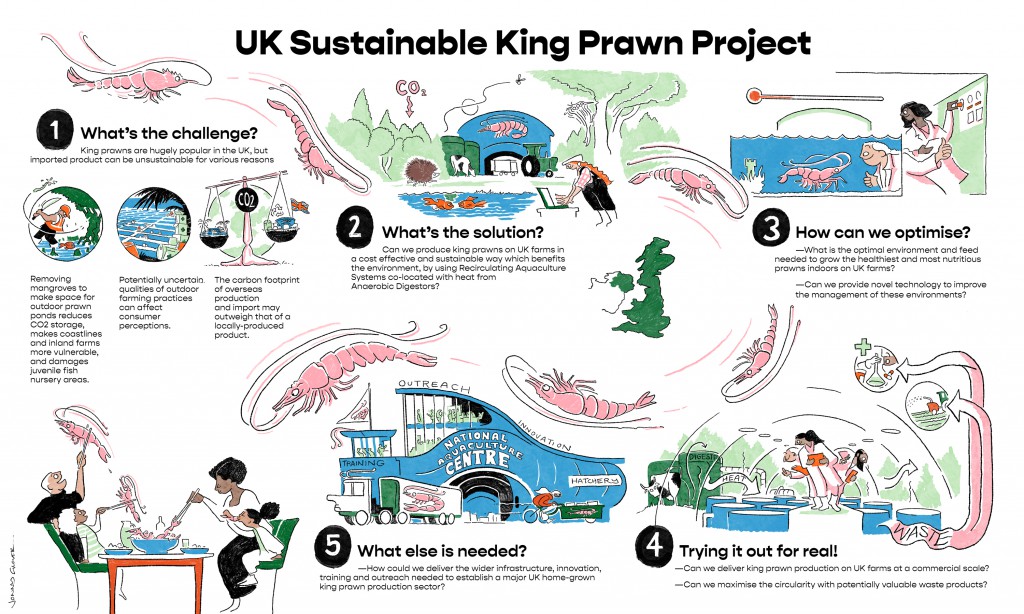 Exeter-Final-Delivery-King-Prawn-Production-UK-FinalAmends-LowRes (1)