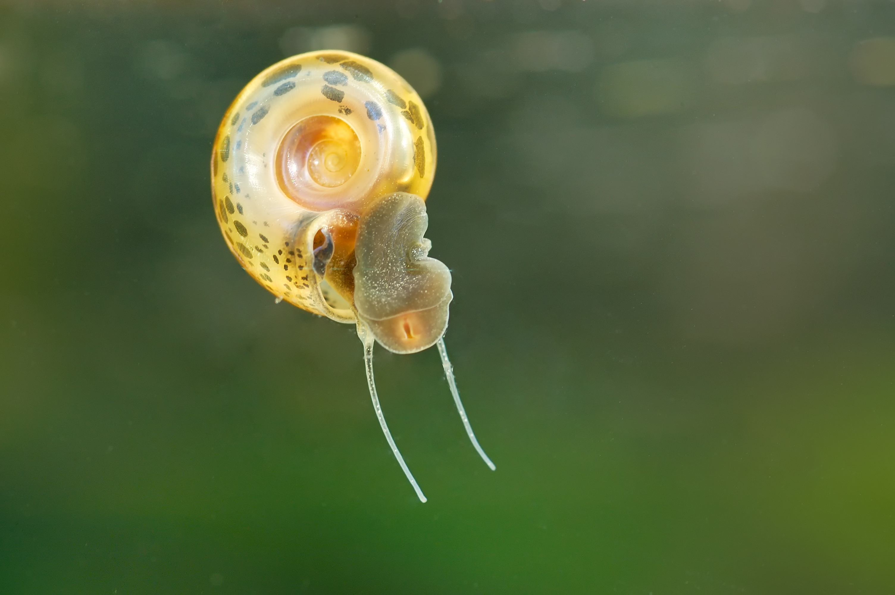 Biomphalaria,Fresh-water,Snail,(biomphalaria,Sp.),Schistosomiasis Biomphalaria,Fresh-water,Snail,(biomphalaria,Sp.),Schistosomiasis