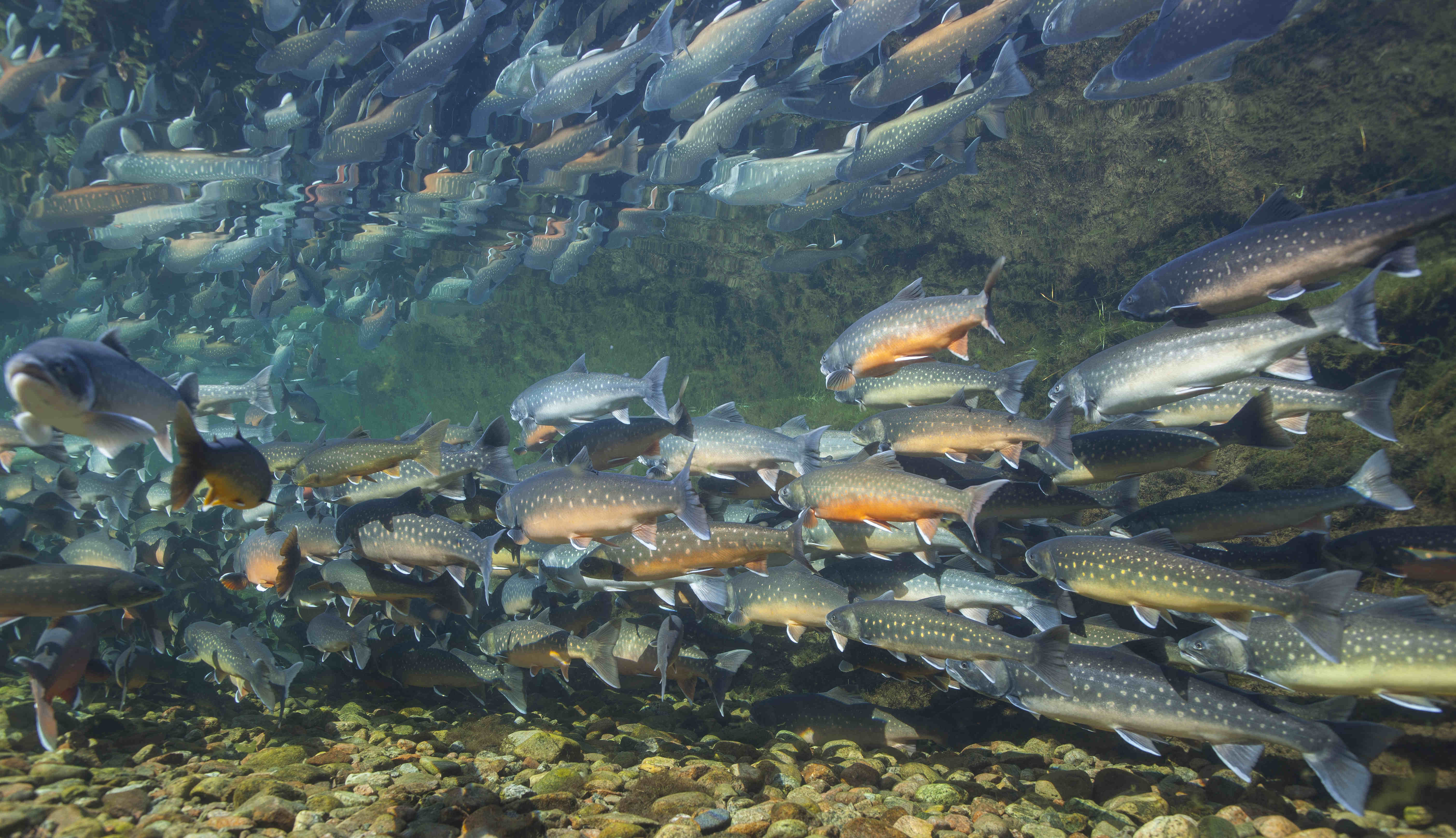 Underwater,Image,Of,Arctic,Char,(salvelinus,Alpinus),In,Clear,Water